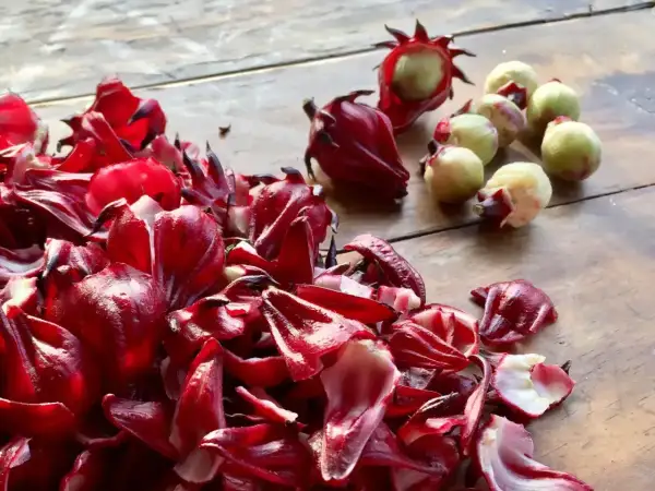 Czerwone kielichy hibiskusa i zielone owoce. Czy każdy hibiskus nadaje się na herbatę? Ten wygląda obiecująco!